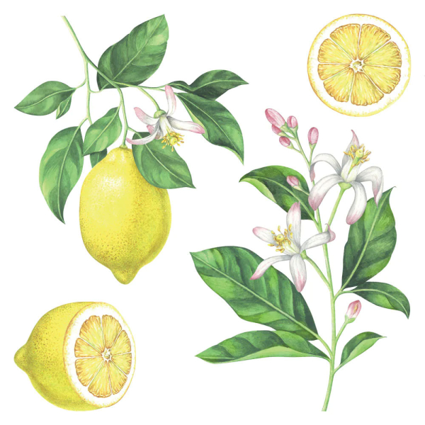 Αυτοκόλλητα Τοίχου Ango Lemons 54122