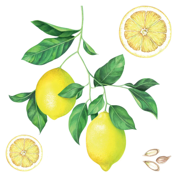 Αυτοκόλλητα Τοίχου Ango Lemons 54122